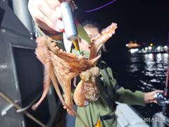 나이스피싱호 7월 돌문어 예약받습니다