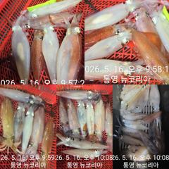 현재출항중 실시간조황입니다 먹물왕대포한치 잡자!!! 