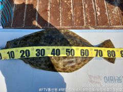 2026.5.16 대광어 조황입니다.