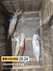 통영 나이스피싱 왕한치  따박따박  꾹꾹 눌러  쿨러가득  월요일 출조확정