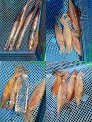 통영 수 은 호 == 갈치&한치 조황입니다 잘 올라오네요~예약은 010 3361 4231 전화주세요~