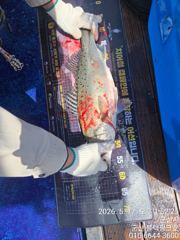 5/17 우럭 조황