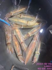 새바다1호 한치  조황입니다  오늘 예약됩니다