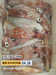 친구야가자호 ))통영 한치 터졌다 좋아좋아 예약문의010-7443-7990