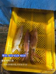 한치 터졌답니당