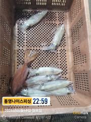 통영나이스피싱 !!! 초저녁 반피딩으로 정신없이초대박 퍼담아