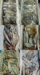 [거제블루]거제권한치 초초초대박 세자리수이상 밤새퍼담고 쓸어담아 만쿨만쿨!!! 오늘예약가능~~