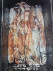 한치 25일(월요일)부터 자리여유 있습니다   한치 세자리수 나오기 시작했습니다   다음주 기상 좋고 물때도 좋습니다   한치 쿨러가득 채우러 가실분들 연락주세요 
