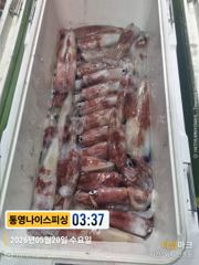 통영나이스피싱 !!! 먼바다 왕한치  쌍걸이 등등 막 퍼담기