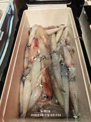 뉴 태진호  왕한치 전원100수~150수 초초대박만쿨조황!!!!!
