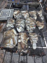 오늘의조황 - 5월7일 갑오징어조황 - 제주 창인호