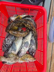 오늘의조황 - 5월 11일 삼길포 헤르메스 조황 - 삼길포 헤르메스 우리좌대