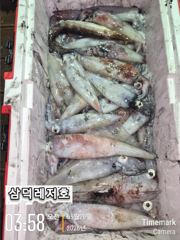 [한치]대,중,소,막.퍼담았어요 기본80 ~ 130수(월요일,예약가능)