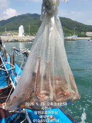삼천포 로마피싱 4.99톤 문어조황입니다