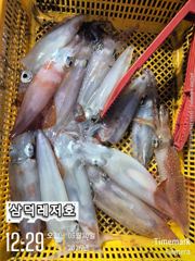 [한치]굿은날씨,한치(월요일,출항확정 자리널널)