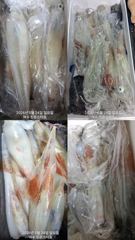24일입항 한치조황입니다..수요일출항