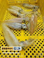 오늘한치 2호 단독출조. 1호 갈치한치 병행 자리여유 