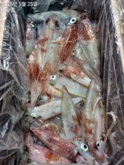 한치 두선단 오늘 이만큼~