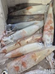 ((왕대포한치))간밤 밤새 여기저기 따박따박 오늘오후3시 무조건출조(예약가능자리완전텅텅 