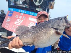 5/25일 우럭 단체 조황입니다
