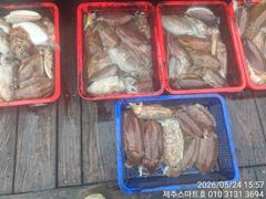 제주스마트호 서귀포갑오징어조황
