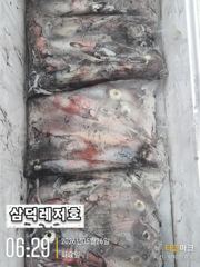 [한치]대포인가,미사일인가 한치,마리수.조황(금요일부터,예약중)