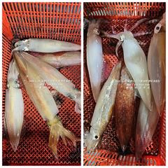 [통영대교피싱]중치에서 대포 왕대포~대박
