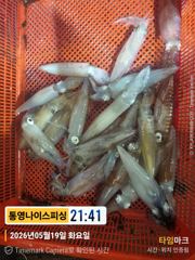 통영나이스피싱 왕한치 금요일부터 비교불가 싸이즈잡으로가시죠