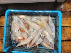 5월29일 대포한치잡으러 인원관계없이 정상출조합니다 