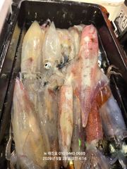 뉴 태진호  야리이카 대포한치 쿨러조황!!!!!!