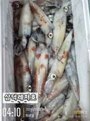 [한치]씨알"끝장"대포한치,마리수까지(금요일,15시출항확정)