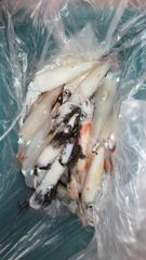 5월28일 한치조황