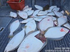 뉴대호피싱 2026년5월29일 광어다운샷 조황입니다