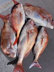 5월 29일 4명 참돔조황