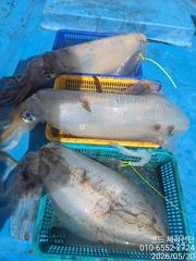 2.3K외 30일 봄 산란 무늬 철수  조황