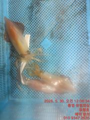 통영유림) 30일 한치조황입니다.오늘 7자리예약가능 
