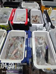 미사일[한치~한치]씨알굿 오늘요만큼[월.화.수]예약가능