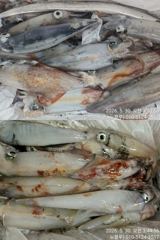 [거제블루]쿨러없이 떠나는한치 거제권 씨알급 밤새올라오고  수요일 예약가능~~