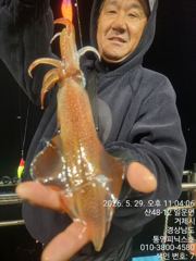 30일 한치 입항 조황 입니다