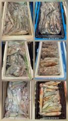 한치 기상이 좋아지는 수요일부터 출항합니다   수요일 7자리여유    세자리수 나오기 시작했습니다    평일 한가할때 오셔서 찐한 손맛 즐겨보세요    쿨러가득 채우러 열심히 달려보겠습니다    함께 가실분들 미리미리 연락주세요 