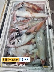 통영나이스피싱!!! 첫풍 이동후 굵은 왕한치들이들이 쭉 쭉 힘팍팍써네요  내일자리여유