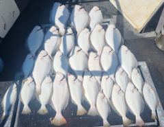 26.5.31(일) 대광어다운샷 조황입니다
