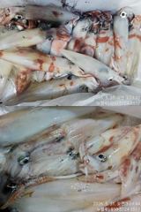 [거제블루]거제권한치 여전히 씨알좋고 마릿수 살아나고있고  수목 예약가능~~