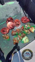 [강릉 블랙펄호] 강릉 대문어 / 강릉 피문어 낚시 조황 - 260531(일)