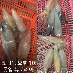 오늘도 먹물왕대포한치 손맛보러가여!!!자리널널합니다 출항확정!!!