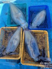 봄 무늬 31일 철수 조황