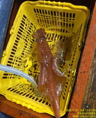 빅토리점경동호 한치씨알마리수굿! 오늘자리여유.