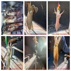6월한치 출조 안내