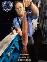 6월1일 한치 입항 조황!!