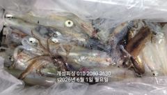 1일 한치 마릿수 먹물 폭탄 대박 한치 쿨러조황 오늘 무조건 출항 자리여유